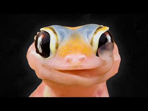 How Do Lizards See