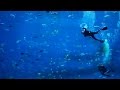 Discover the Peaceful Underwater Sounds of Georgia Aquarium