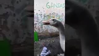 Download lagu Rosok rosok e buk.... mp3