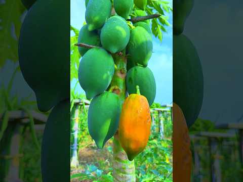 Creative papaya nature fruit videography #amazing #nature #videography #papaya #shorts