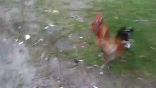 ANGRY ROOSTER ATTACKS UNEXPECTEDLY!