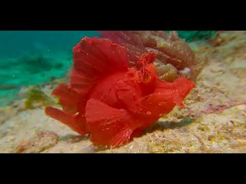 16 Odd-Shaped Bottom Dwellers D - scuba diving video