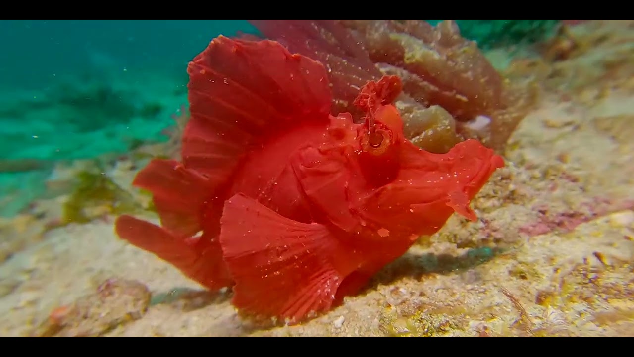 16 Odd-Shaped Bottom Dwellers D
