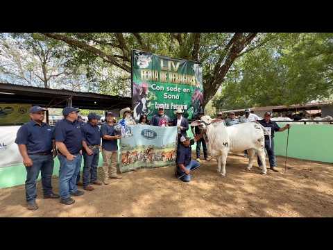 FERIA DE SONA 2026 - JUZGAMIENTO BRAHMAN HEMBRAS