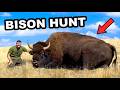 I Hunted the American Bison!