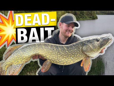Baitfish catches BEST!💥 With the deadbait pros for pike