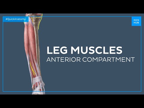 Muscles of the anterior compartment of the leg - Quick Anatomy | Kenhub
