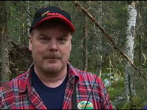 Hur mår björnen egentligen? | Blooper | SVT