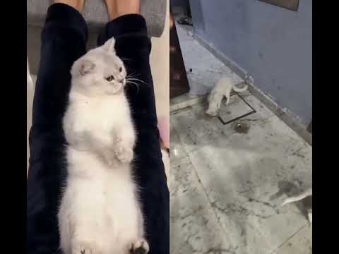 Pet cute baby #cat #kitten #cute #kitty #funny