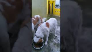 St. Bernard Puppies Videos