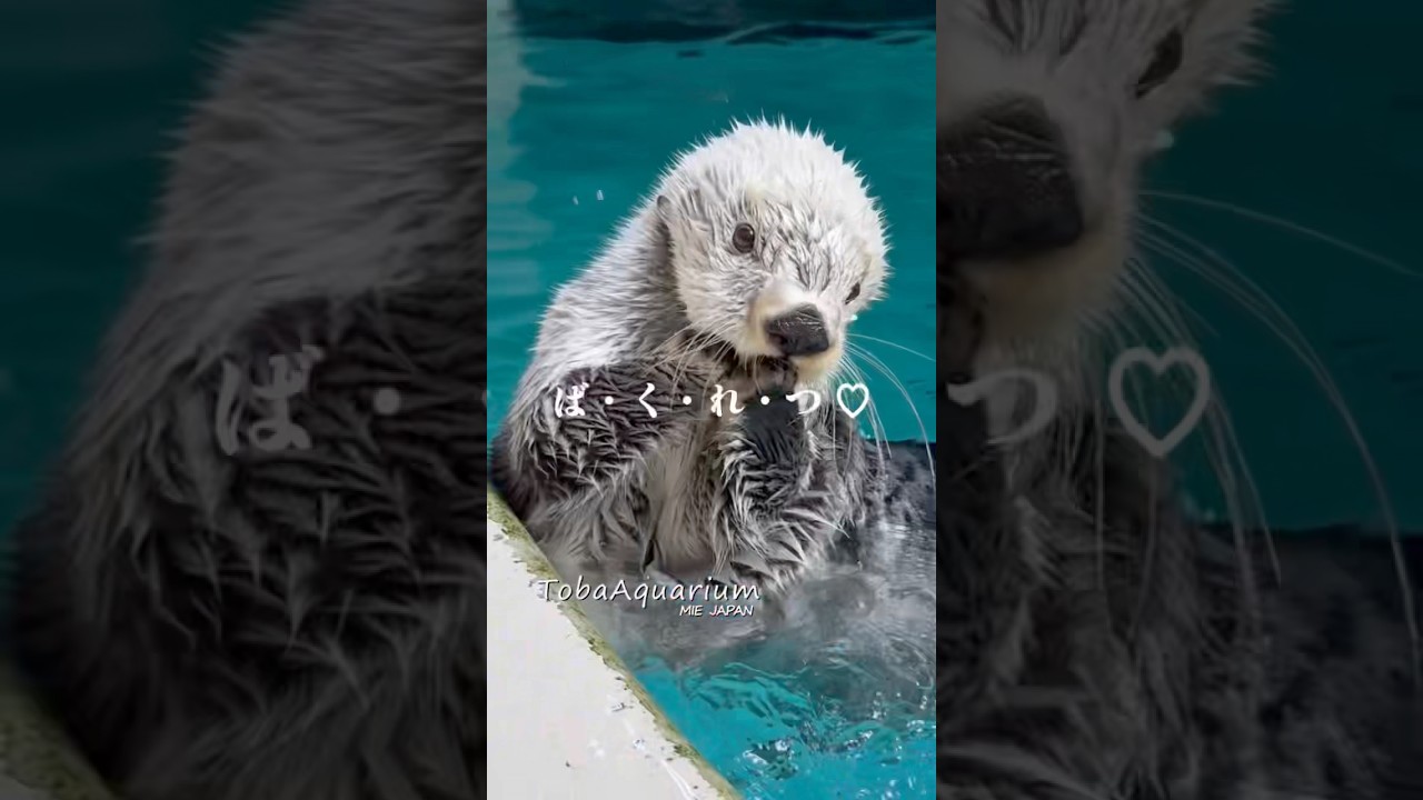 《鳥羽水族館》魅力爆裂ラッコ🦦🦦 ラッコの『キラ』と『メイ』です♡ #鳥羽水族館 #tobaaquarium #ラッコ #seaotter