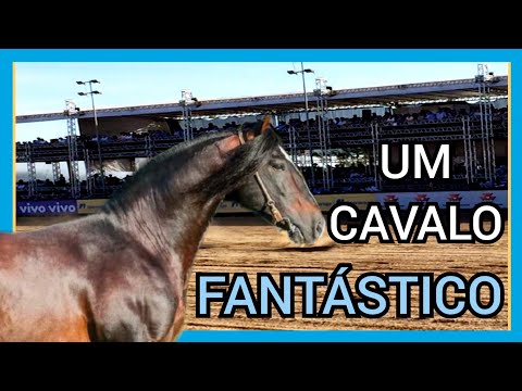 FANTÁSTICO DE SÃO PEDRO #geneticacrioula #abccc #fantasticodesaopedro #cavalocrioulo #horse
