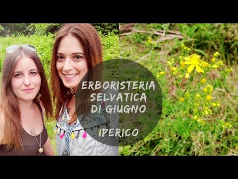 Iperico - Erboristeria Selvatica di Giugno