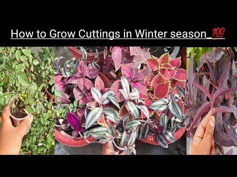 How To Grow Cuttings In Winter season_Easy plants Propagation || #firdoushomegardening