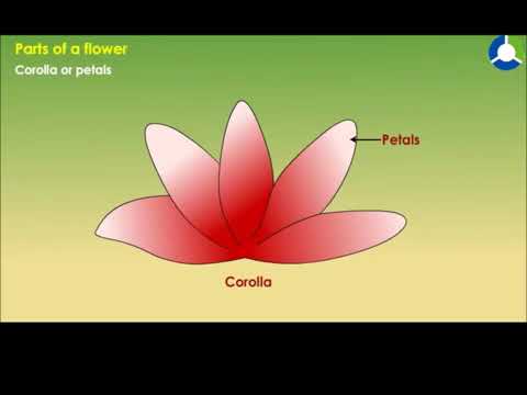 Parts of flower made from Simarpreet Kaur