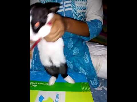 #KarGayiChull....  #LoveToDance... MastiiTime ....#Rabbit Dance...#RobotDance