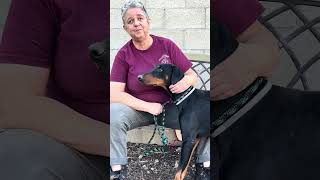 Video preview image #1 Doberman Pinscher Puppy For Sale in Pasadena, CA, USA
