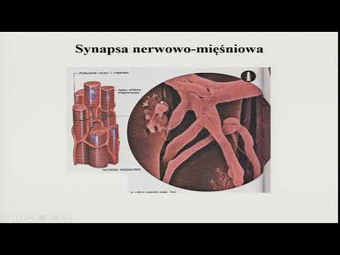 Biofizyka 1 - synapsa, prof. dr hab. Krzysztof Dołowy