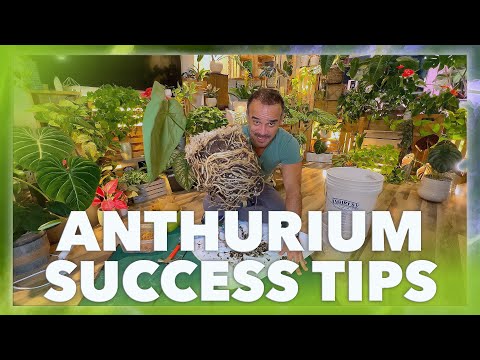 The ULTIMATE Anthurium Care Guide