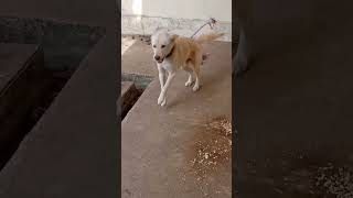Download lagu suara anjing menggonggong|dog barking sound#suara anjing menggonggong #dog sound mp3 Download lagu suara anjing menggonggong|dog barking sound#suara anjing menggonggong #dog sound mp3
