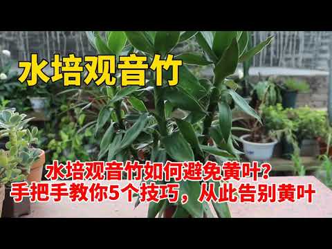 觀音竹葉子變黃
