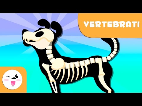 Gli animali vertebrati per bambini - Introduzione