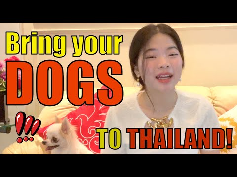 How to bring your DOG to Thailand | Baan Smile 2021