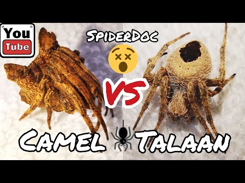 Gagambang CAMEL vs GENSAN TALA. Duwag nga ba ang Camel? i-Nameless Load natin... Spider Fight.