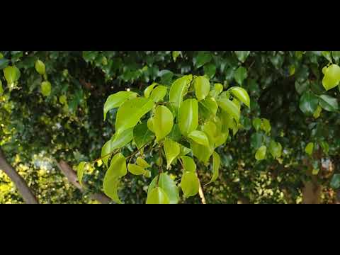 Moto G9 20:9 1080P 60 FPS Video Sample