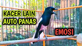 Download lagu KACER LAIN AUTO PANAS EMOSI LANGSUNG NYAUT ON !! PANCINGAN KACER GACOR PASTI NYAUT AMPUH. mp3