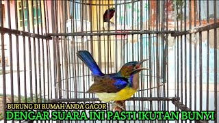Download lagu pancingan kolibri kelapa | manggar | tembakan korlap gacor | jika burung anda gacor pasti ikut nyaut mp3 Download lagu pancingan kolibri kelapa | manggar | tembakan korlap gacor | jika burung anda gacor pasti ikut nyaut mp3