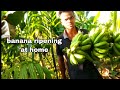 Banana Ripening Process At Home Elethrusvlogs1852