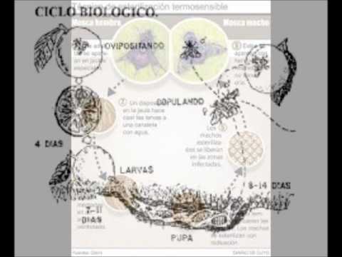 victoria mosca del mediterráneo