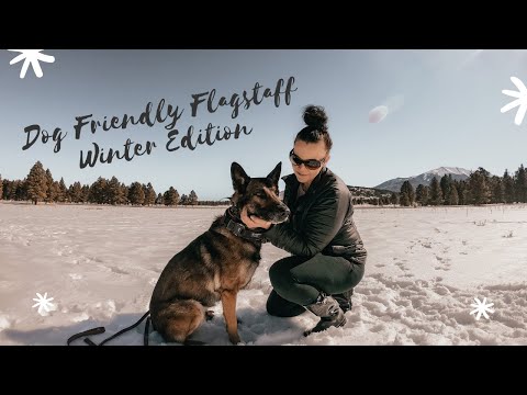 image-Is Flagstaff pet-friendly?