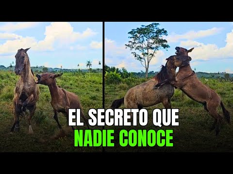 Las mulas no son lo que piensas: 7 mitos que te sorprenderán