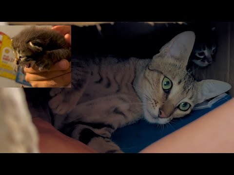 Mama Cat did not let the lady discover her kittens.