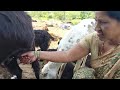 Goat S Milking