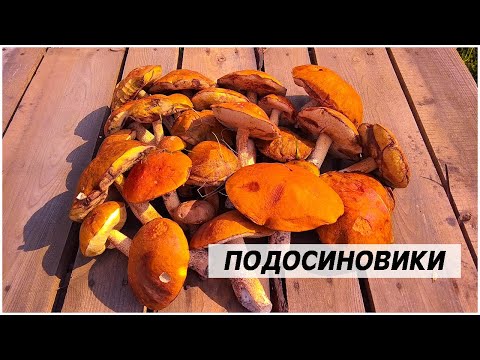 В лес за грибами. Подосиновики.