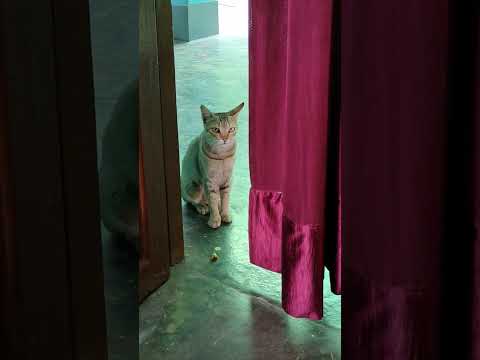 billi ko lollypop chahiye #2023 #funny