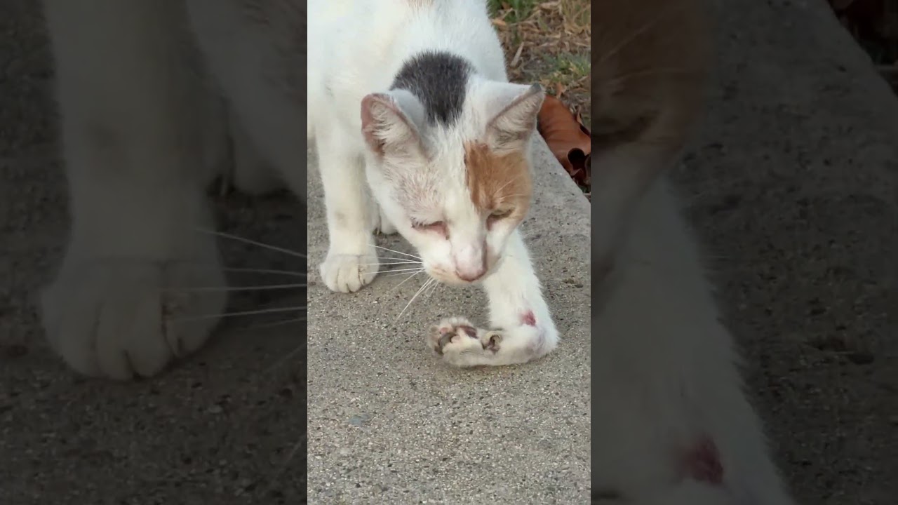 Delaney video