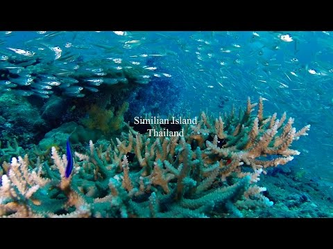 download lagu mp3 mp4 Dykning Thailand Similan, download lagu Dykning Thailand Similan gratis, unduh video klip Dykning Thailand Similan