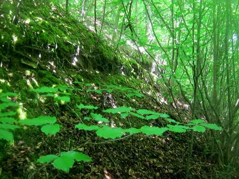 Alter Steinbruch und Kikedal bei Brunkensen (Leinebergland)