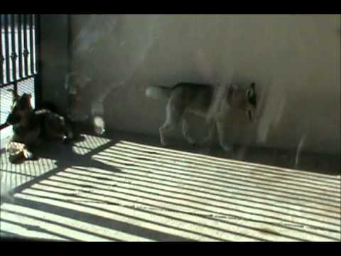 CARNE ASADA EN VF Y MARIFER Y CARLIS EN VF JUGANDO 2011