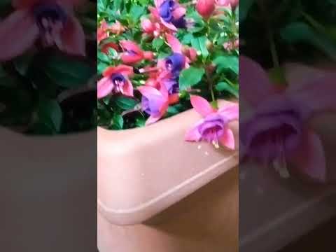 フクシアの剪定方法は？植物が実際に再び成長できるようにするには、いつ剪定する必要がありますか?  庭園