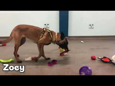 Shelter dogs pick their own Christmas toys | ABC7