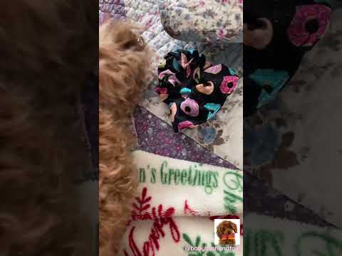 🐶🥹🥰Cute Puppy Wants to Play Scrunchie with You! // @babybashandfam