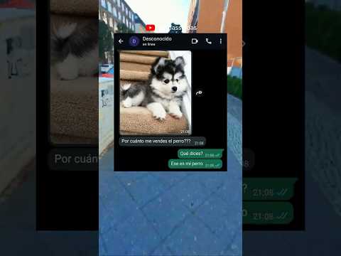 NADIE SE METE CON EL PERRO 😨💀#divertido #shorts #mensajes #historias