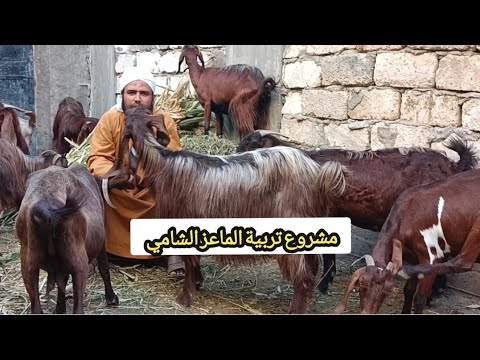 , title : 'كيفية معرفة الماعز الشامي الاصلي من الهجين| ازاي تبدء مشروع تربية الماعز الشامي الاصلي رقم 1 في مصر'