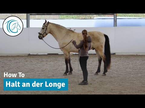 Anhalten an der Longe - Halt-Übergänge auf Distanz erarbeiten