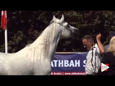 N.65 MARKATTA SAHIB - Ströhen 2015 C-Show - Stallions 7 to 9 years old (Class 13)